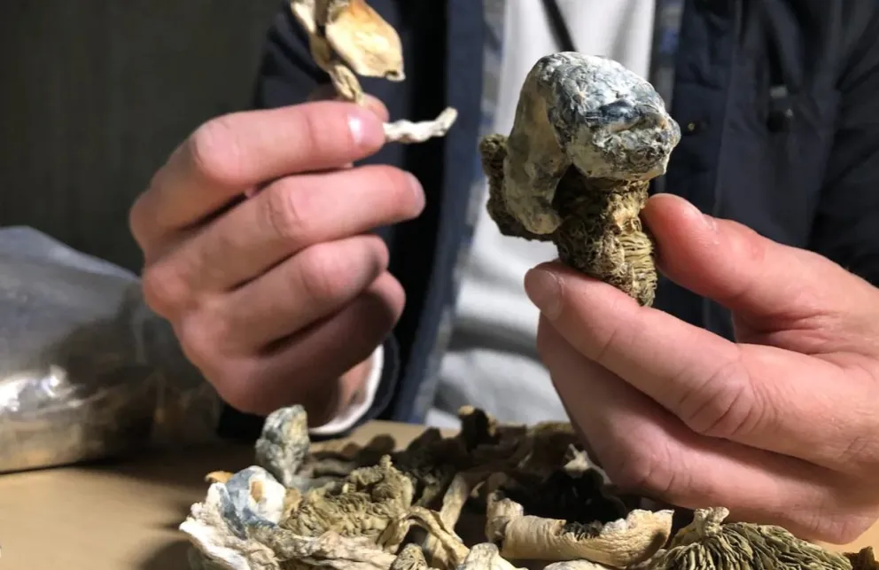 Sin miedo a nada: salteños tenían plantas de marihuana en la vereda y hongos alucinógenos adentro