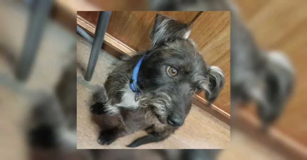 En medio de la tormenta un perrito se refugió en el Shopping: buscan a sus dueños