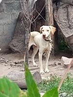Maltrato animal en La Merced: un usuario publicó en Facebook el terrible estado de dos perros