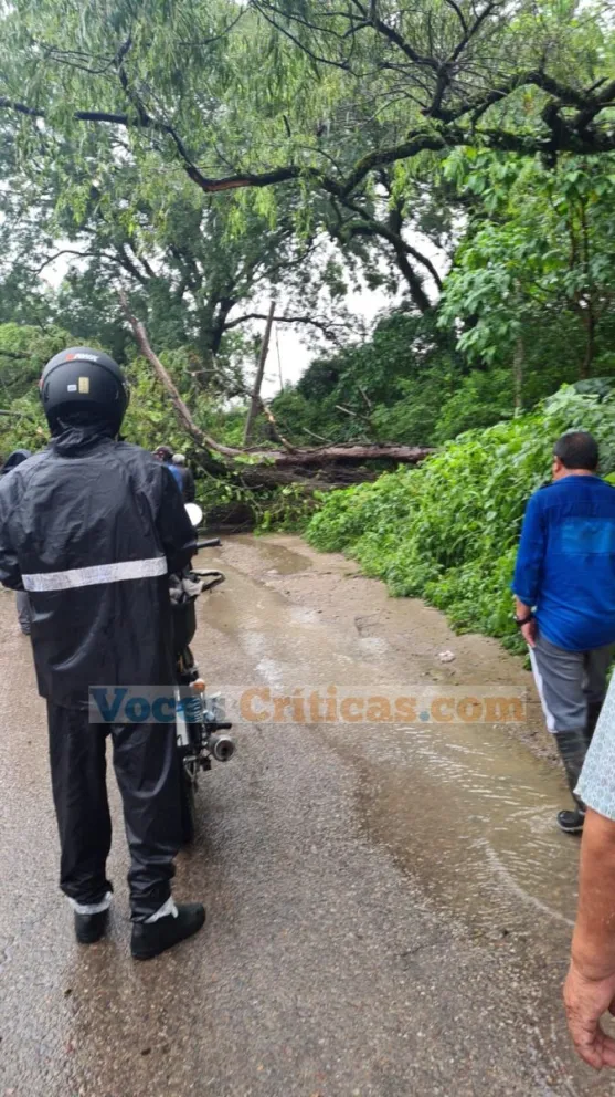 |FOTOS| Troncos y ramas obstaculizaron el tránsito en la localidad de Vaqueros