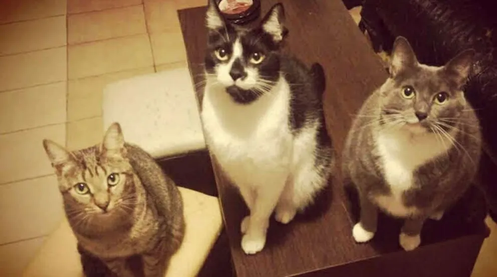 Tenencia de gatitos.