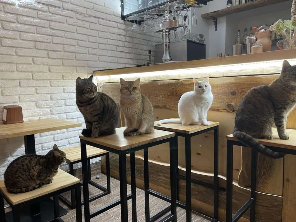 El hombre que eligió quedarse en Ucrania para poder proteger a sus gatos