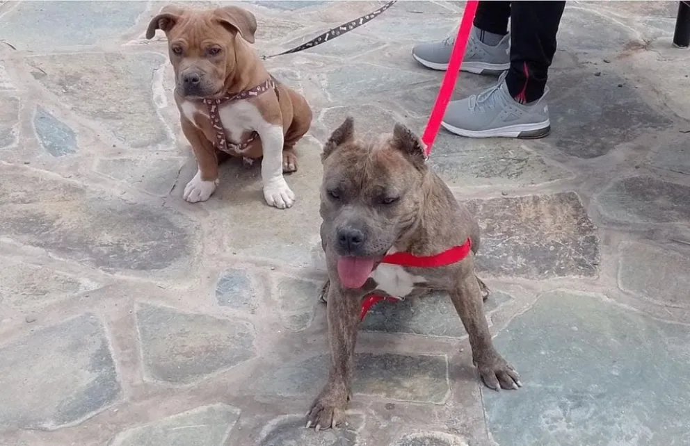 Una familia busca a su perro tras sufrir un accidente de tránsito