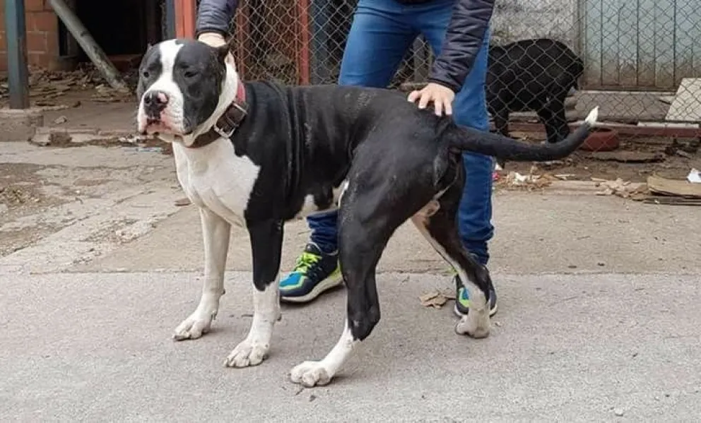 ataque de pitbull.