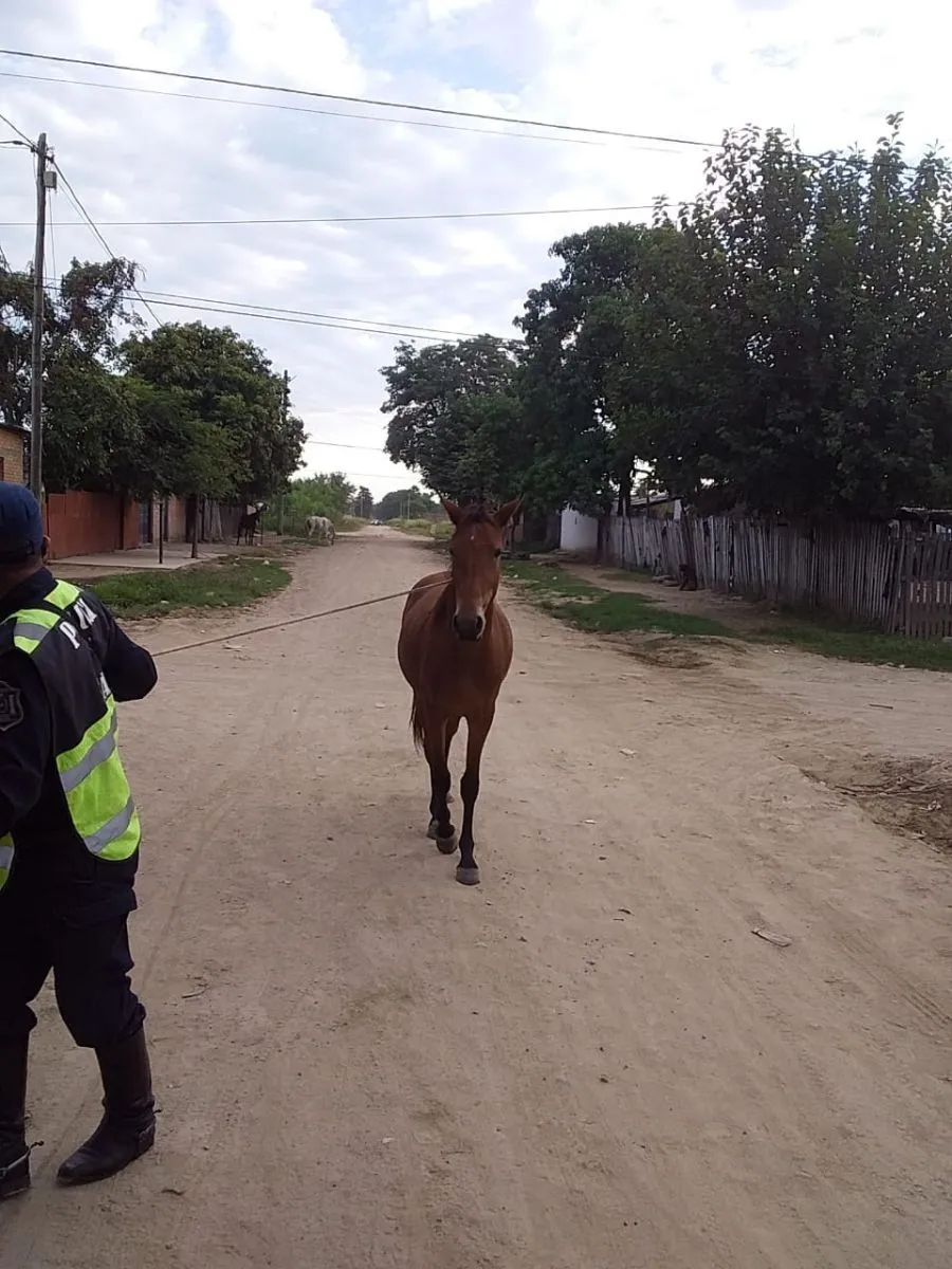 Caballo