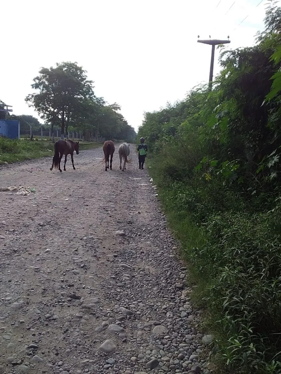 Animales sueltos