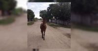 |FOTOS| Una banda de caballos sueltos causaron sorpresa y preocupación entre los vecinos