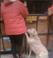 Un perro pone "cara de tierno" para que le compren comida en un quiosco