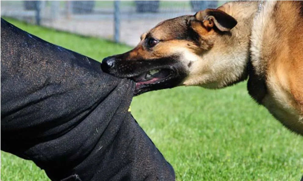 Salteño deberá pagar por el delito de sus perros: atacaron salvajemente a una mujer