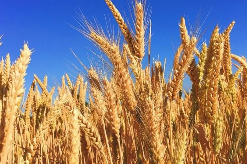 Como consecuencia de la guerra sube el precio del trigo