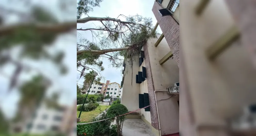 |FOTOS| Terror por un gigante árbol a punto de caer: siempre hay changuitos jugando en la zona