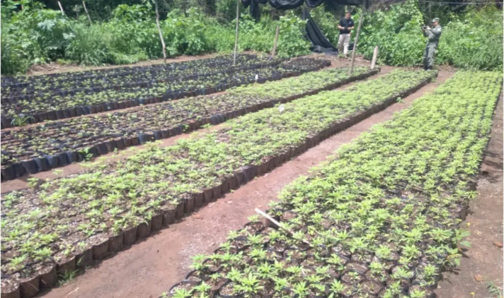 Mega plantación en Salta: nuevos detenidos en el caso