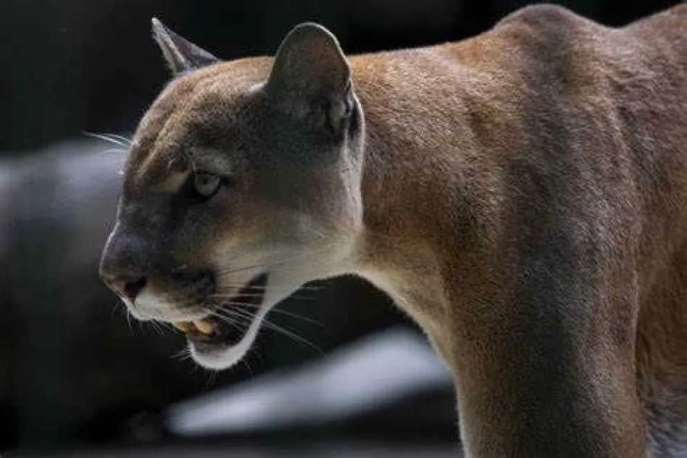 Para el infarto: apareció un puma suelto dentro de su casa