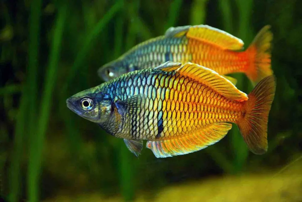 Descubrieron en los peces una habilidad que no sabías