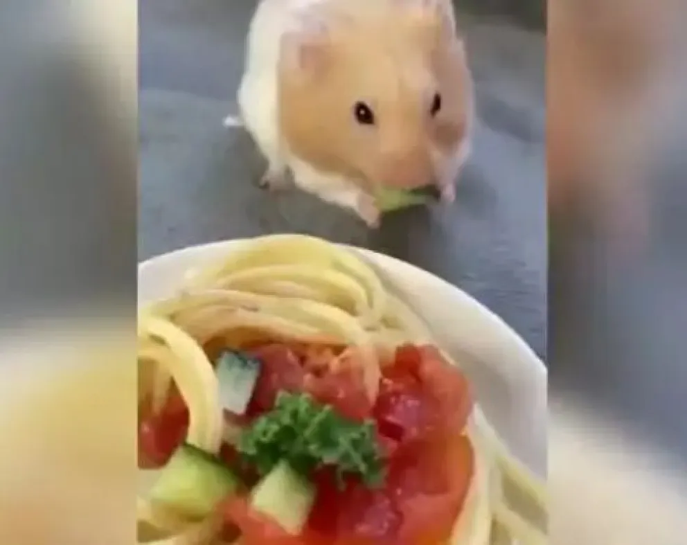 Es viral: Un joven mimó a su hámster con pequeños trozos de comida