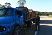 Interceptaron camiones que transportaban madera ilegal