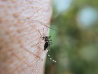 Avanza el Dengue en Salta: reportan más casos y los contagios ya son más de 100