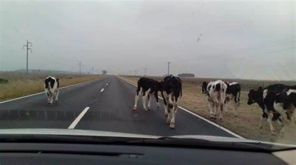 Estudian enviar a prisión a aquellos que dejen los animales sueltos