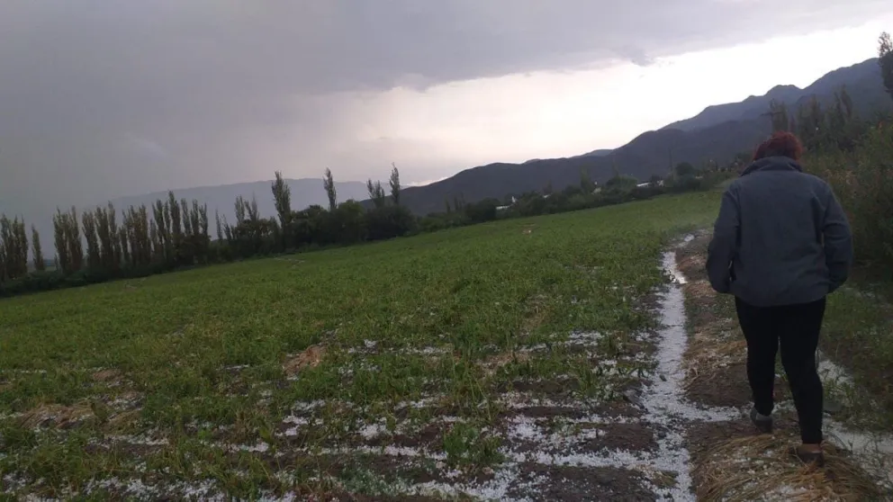 En Cachi hay una emergencia agropecuaria crítica