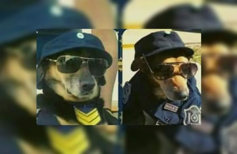 Hasta siempre "Gallardo": murió el perrito más querido por la policía de Salta