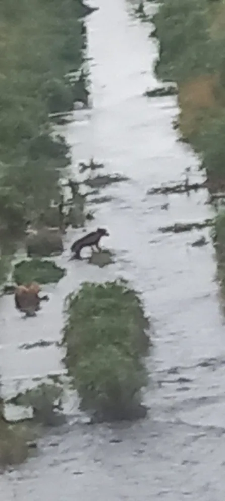 Una salteña pide ayuda para rescatar a un perro antes de que sea demasiado tarde
