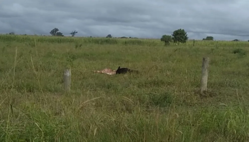 Temor por perros asesinos: "atacaron y comieron como si fueran leones"