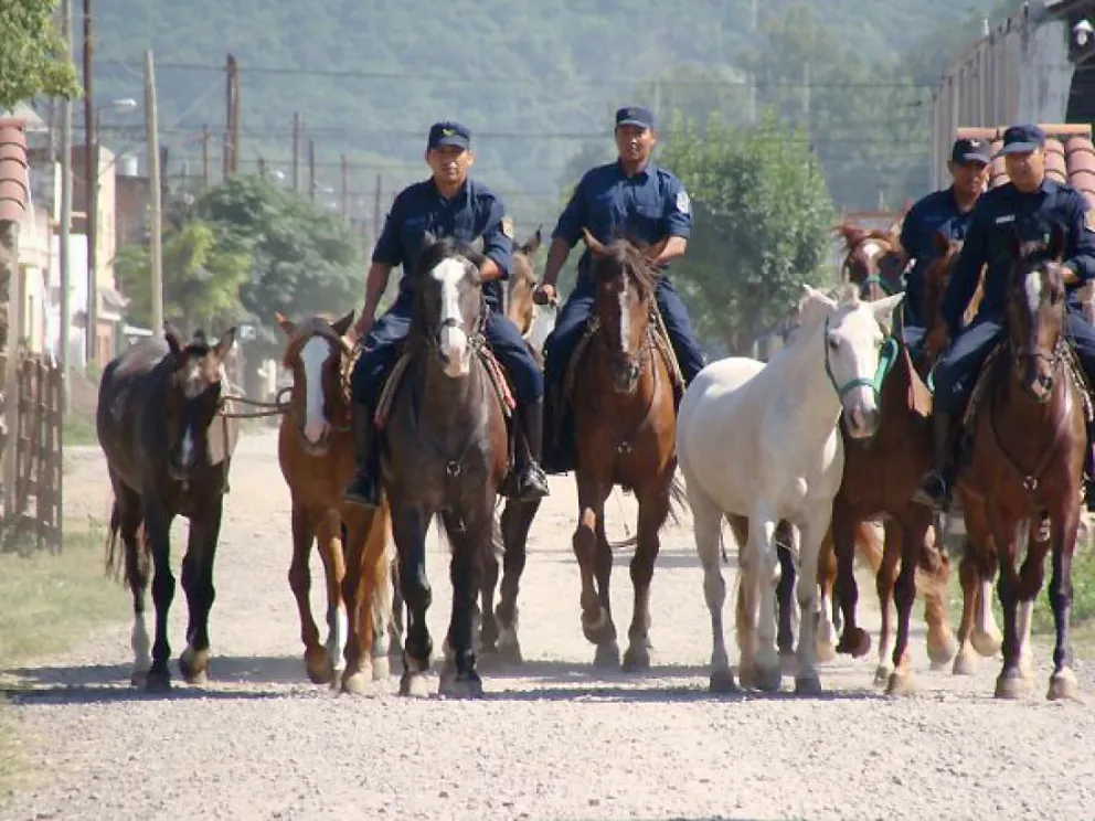 Conocé lo que pasa con los animales que están sueltos en la provincia