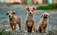 Intendente del Frente de Todos sacrificará a los perros que no sean adoptados