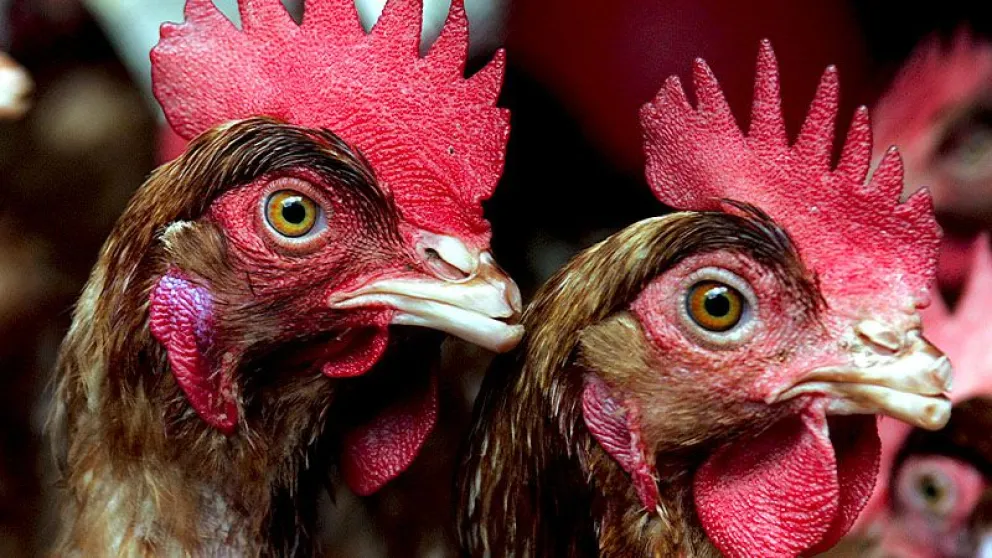 Detectan el primer caso de gripe aviar H3N8 en un humano