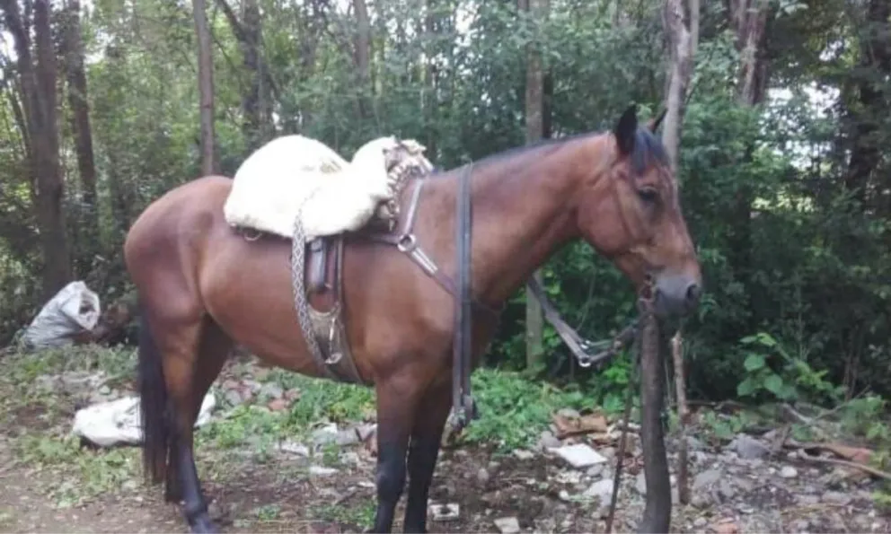 Entre todos podemos ayudar a encontrar a un animal