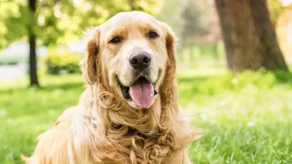 Se viene una marcha por el bienestar animal