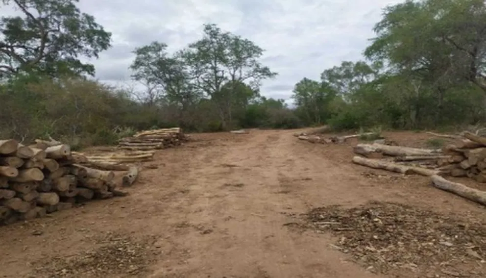 Salta Forestal