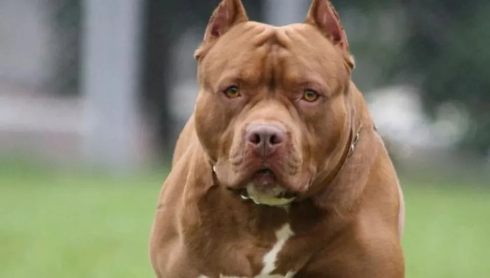 Pitbull concentrado