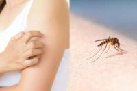 Salta estaría a salvo de los "mosquitos": no se han reportado casos de dengue, zika o chikungunya