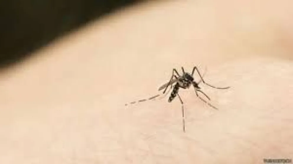 Conocé qué tienen en cuenta los mosquitos para elegir su presa