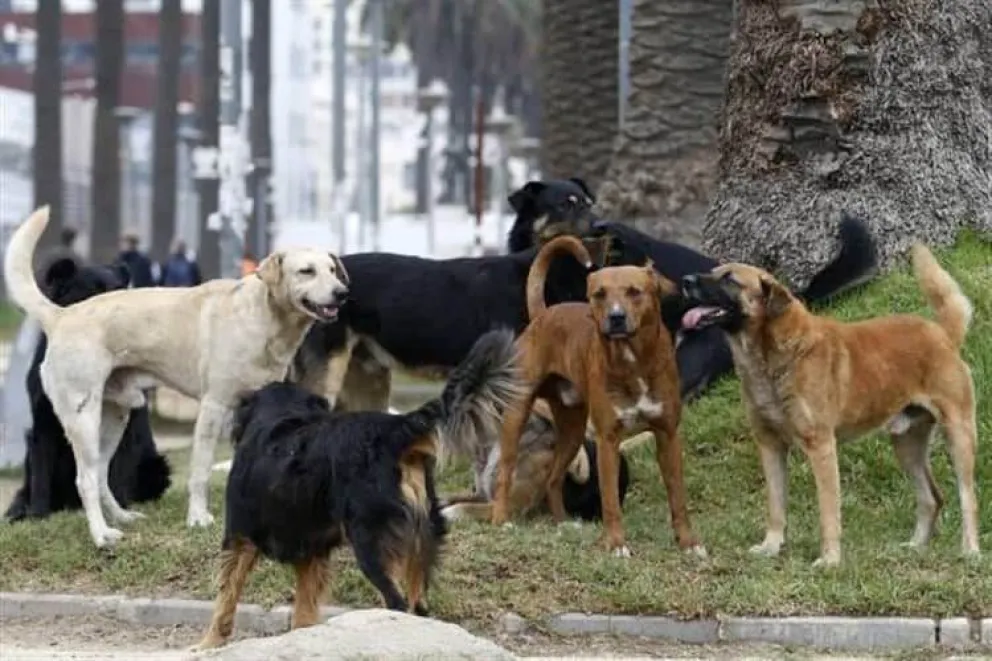Alarmante cifra de chicos que ingresan con mordeduras de animales al Hospital 